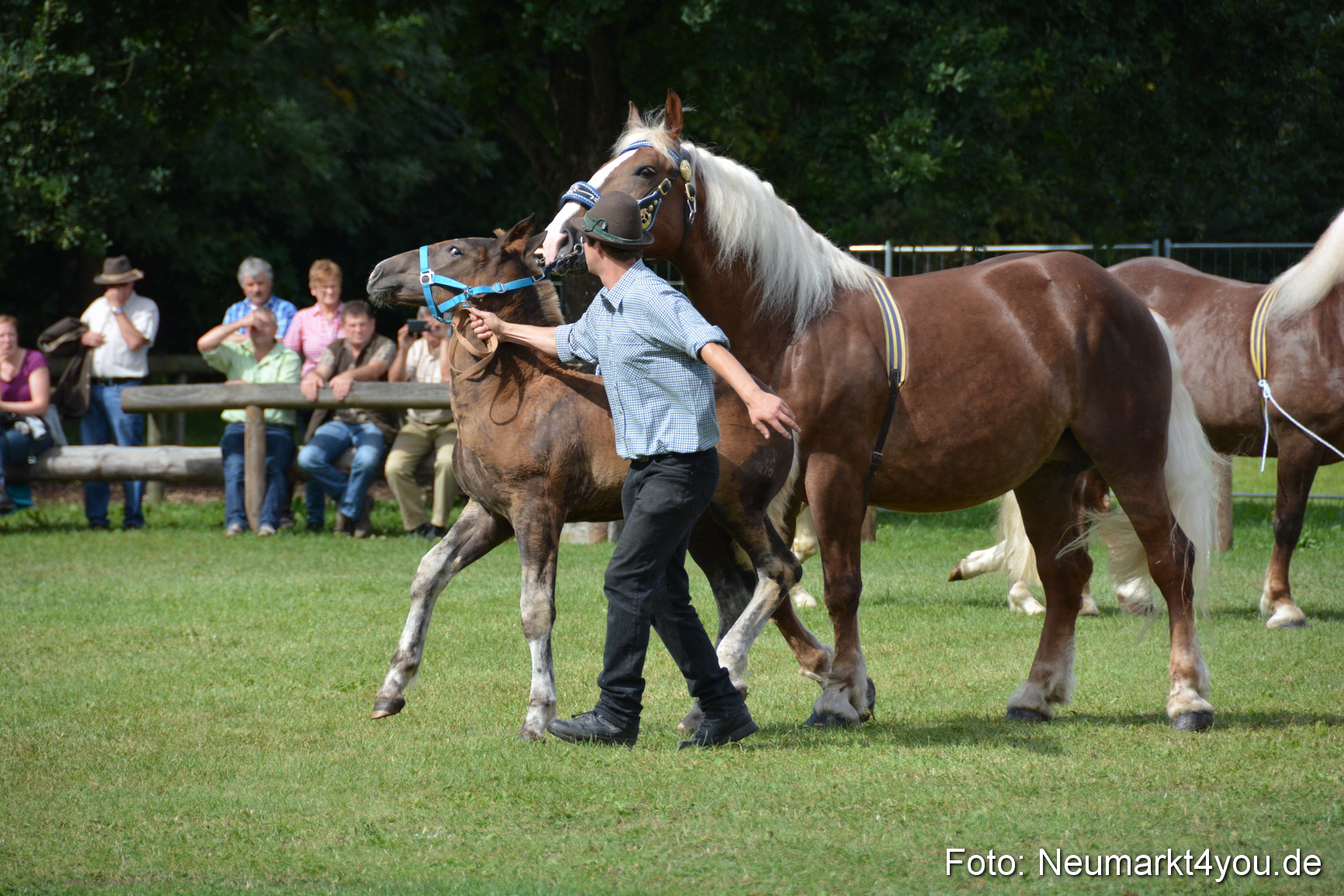Pferde und Fohlenschau 2016 0380