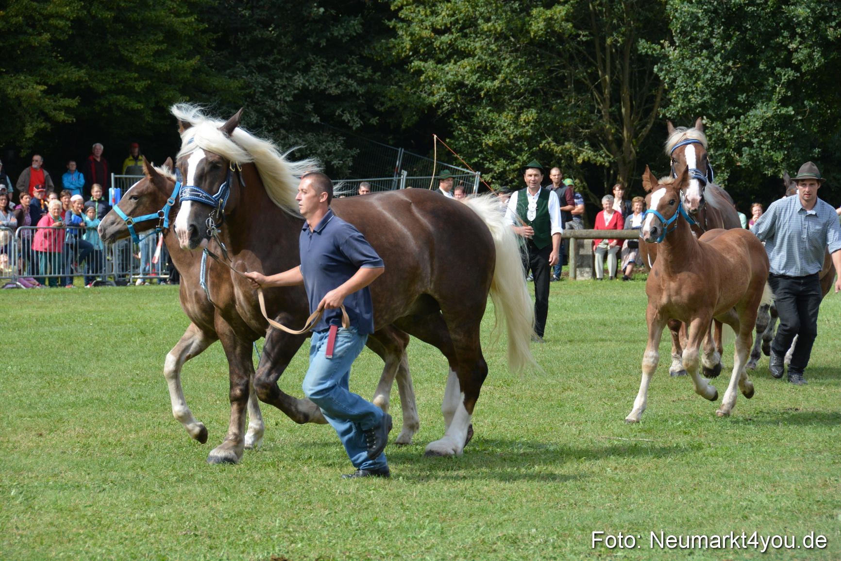 Pferde und Fohlenschau 2016 0381