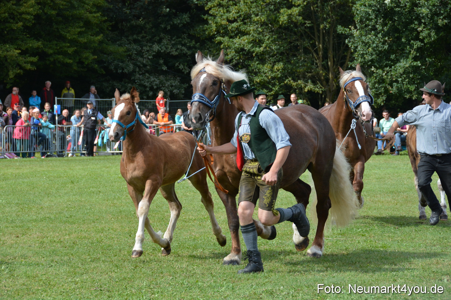 Pferde und Fohlenschau 2016 0382