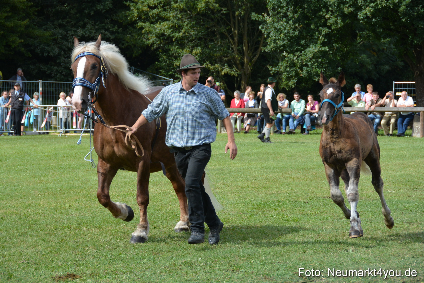 Pferde und Fohlenschau 2016 0383
