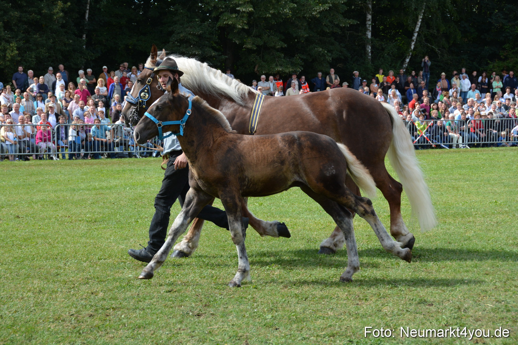 Pferde und Fohlenschau 2016 0384