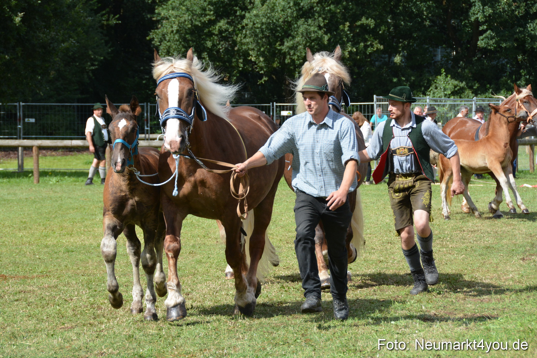 Pferde und Fohlenschau 2016 0385