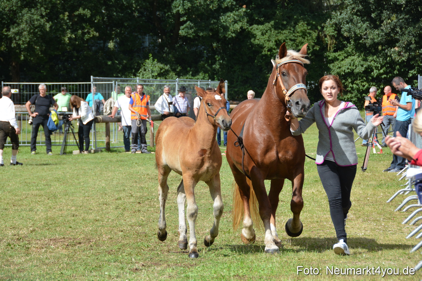 Pferde und Fohlenschau 2016 0386