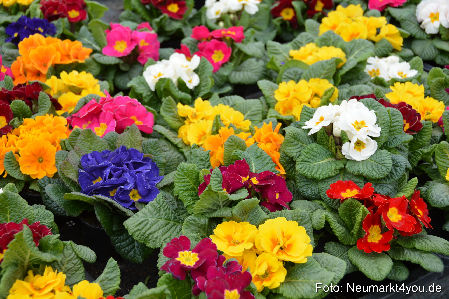 Verkaufsoffener Sonntag 200316 0040