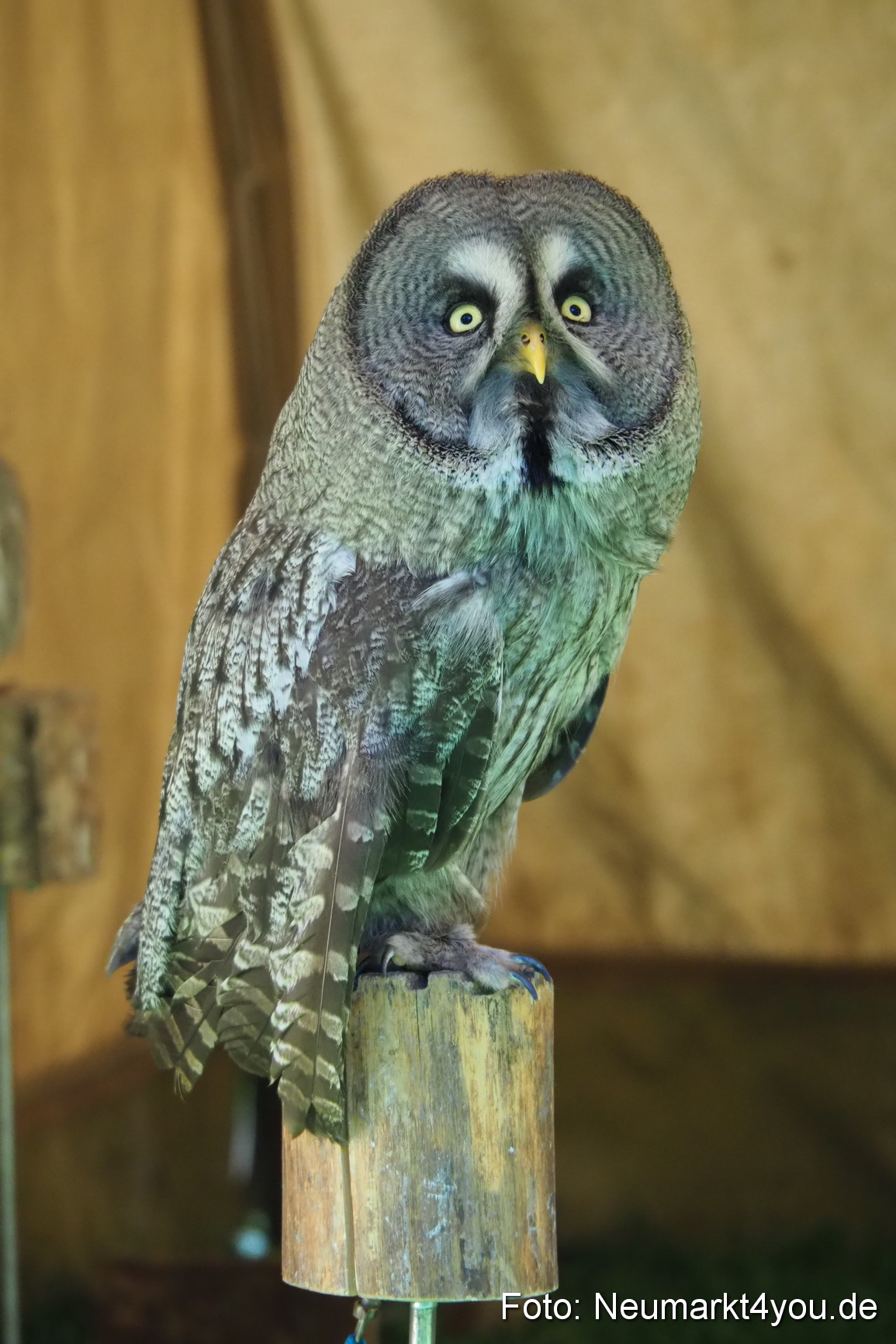 Altstadtfest Neumarkt 2017 0359