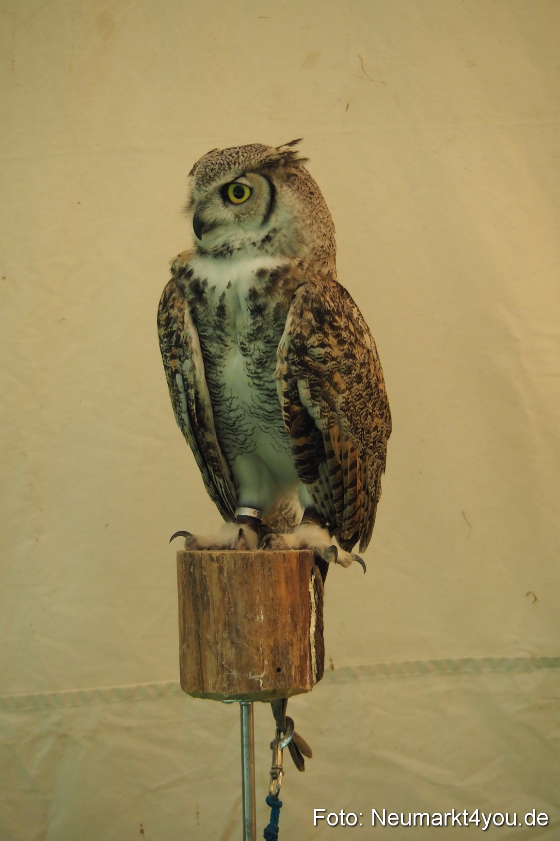 Altstadtfest Neumarkt 2017 0360