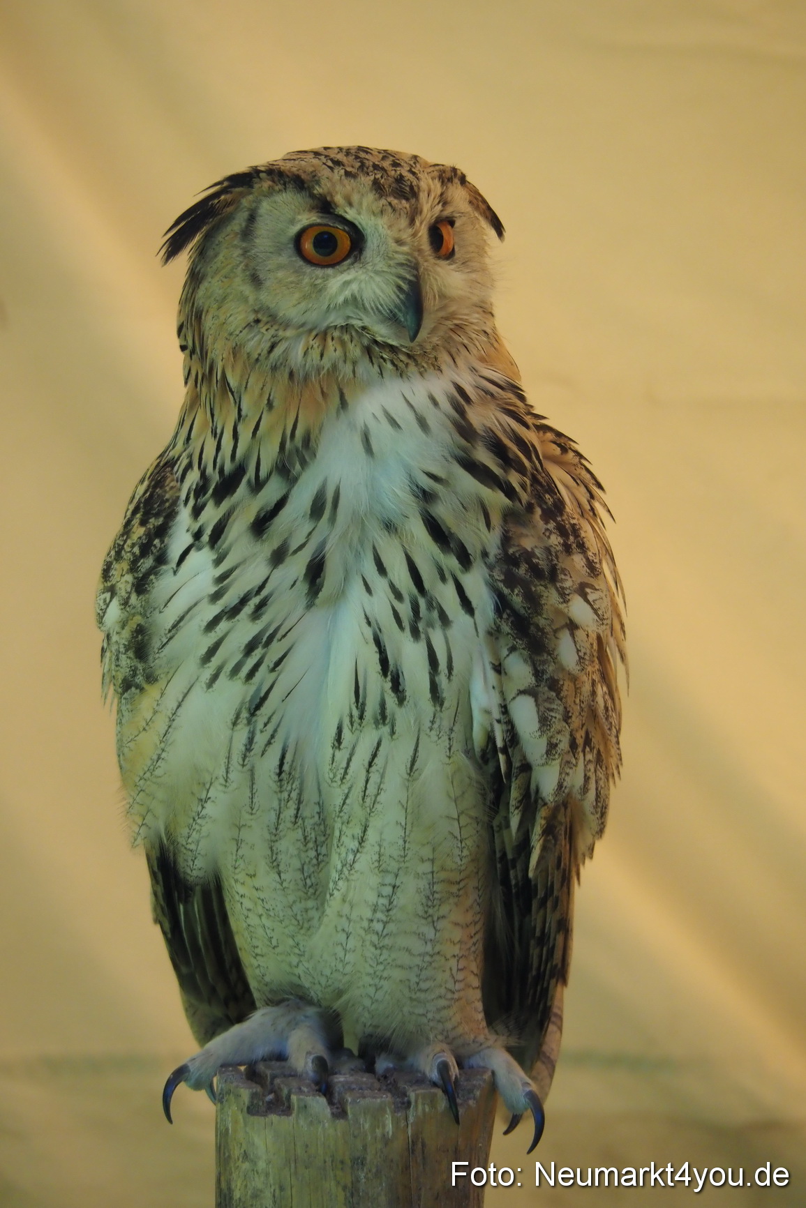 Altstadtfest Neumarkt 2017 0361