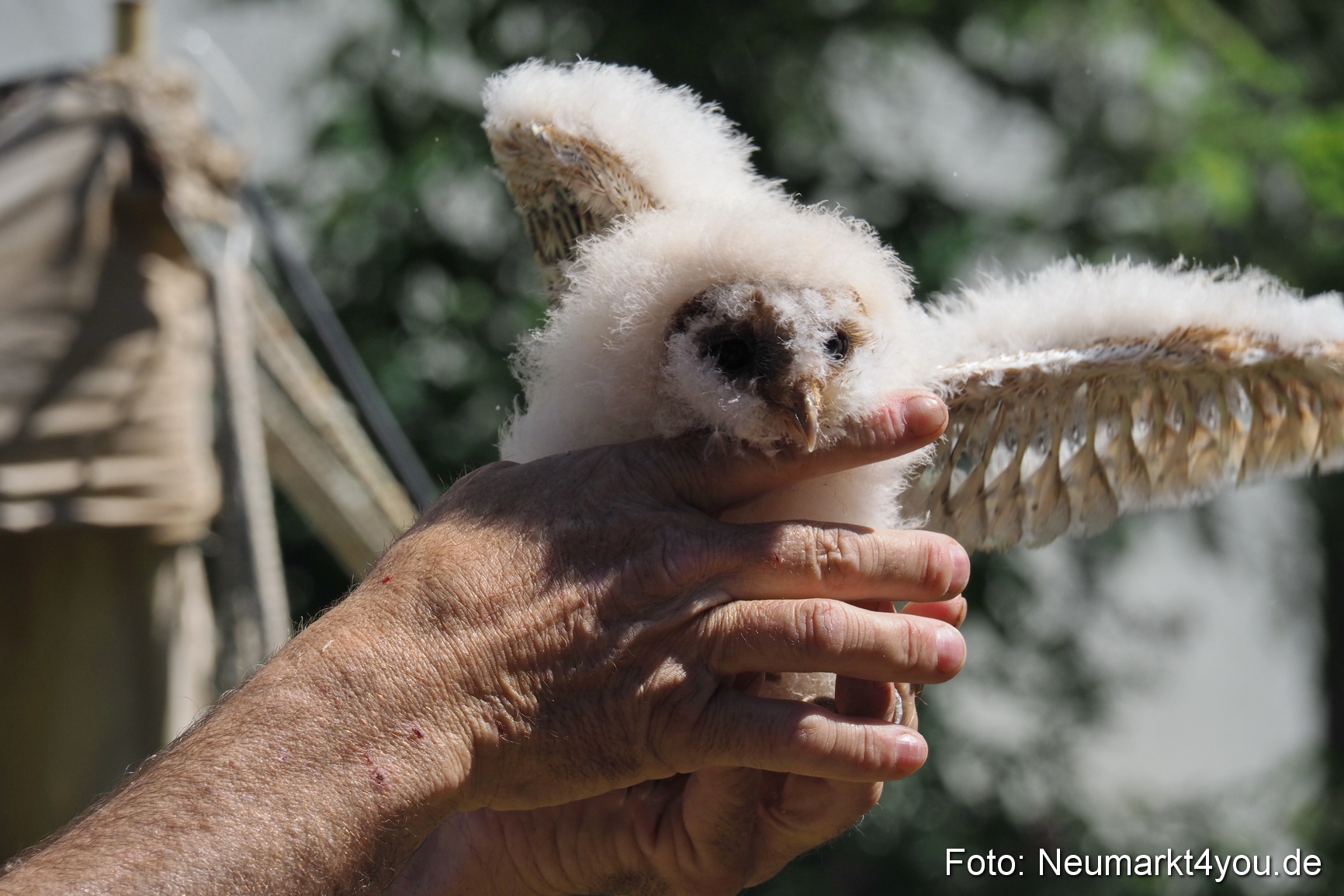 Altstadtfest Neumarkt 2017 0625