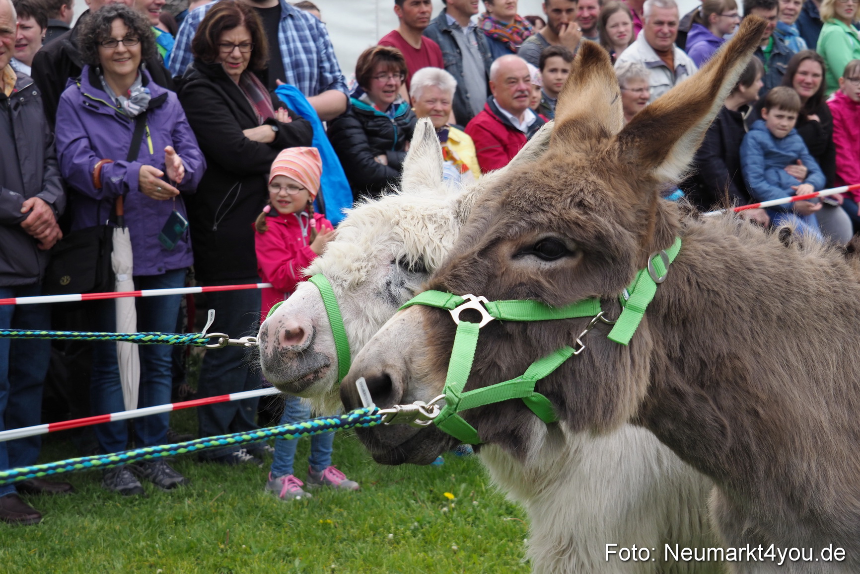 Eselrennen Fruehlingsfest 2017 0085