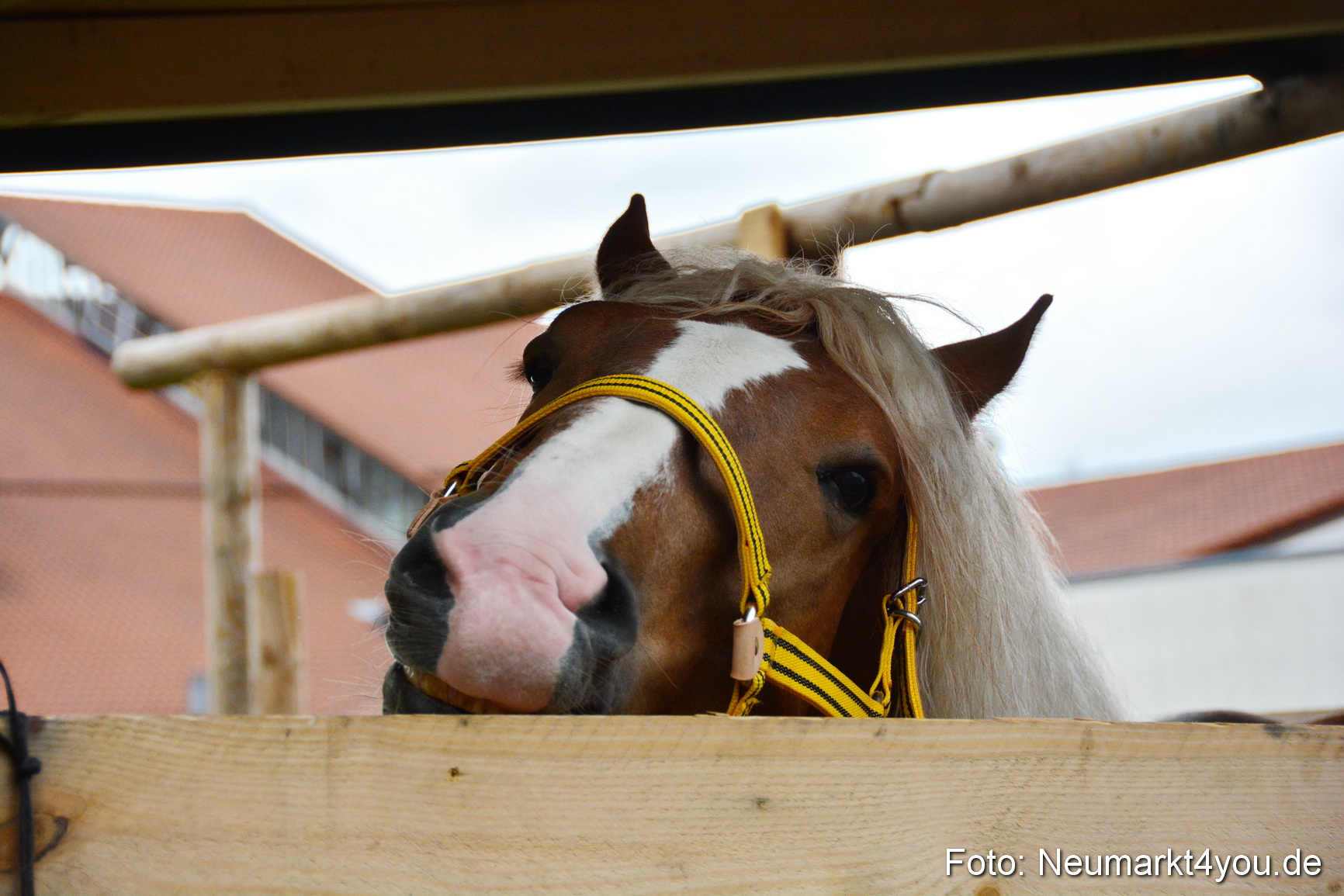 Fruehlingsfest Ausstellung 2017 0004