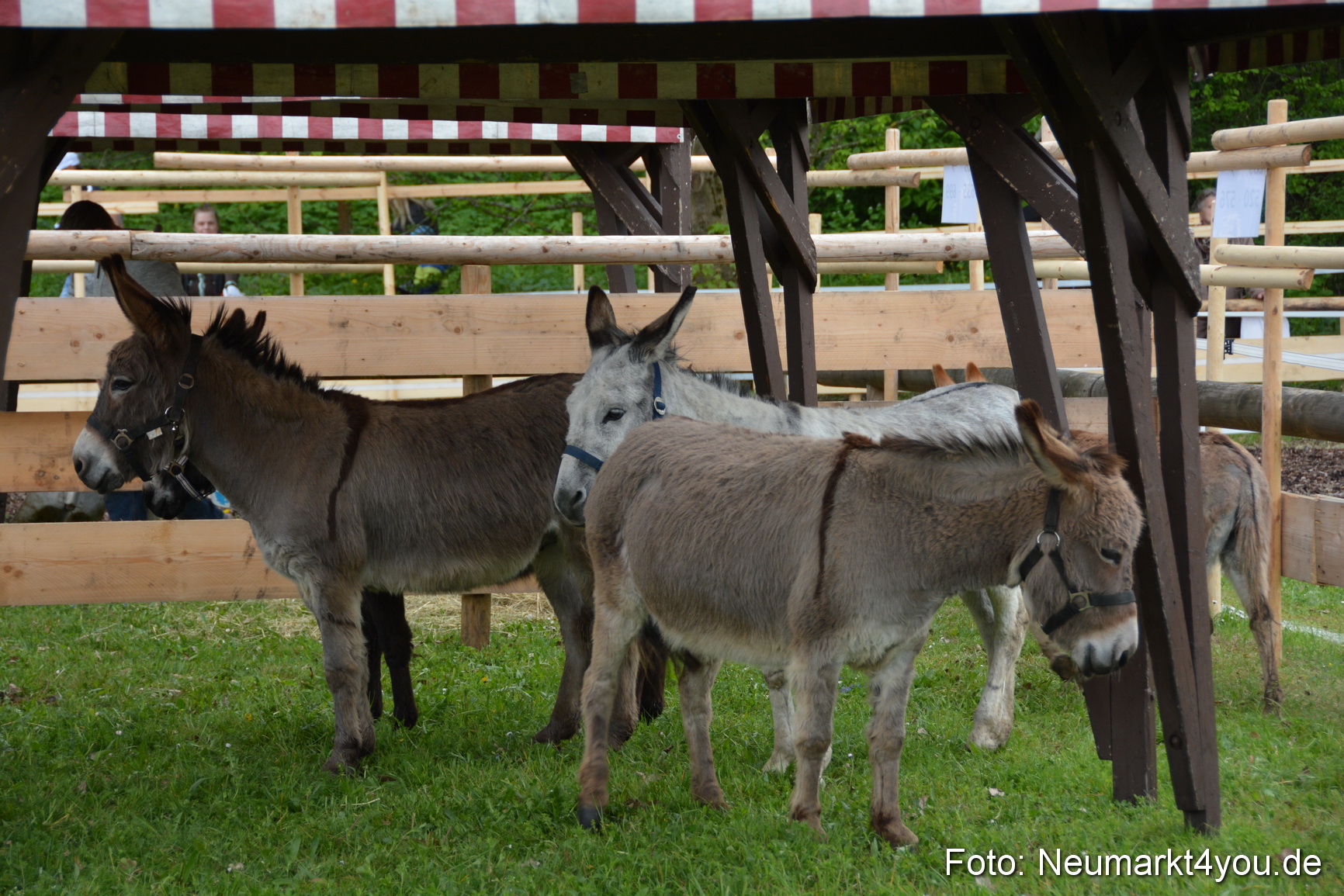 Fruehlingsfest Ausstellung 2017 0007