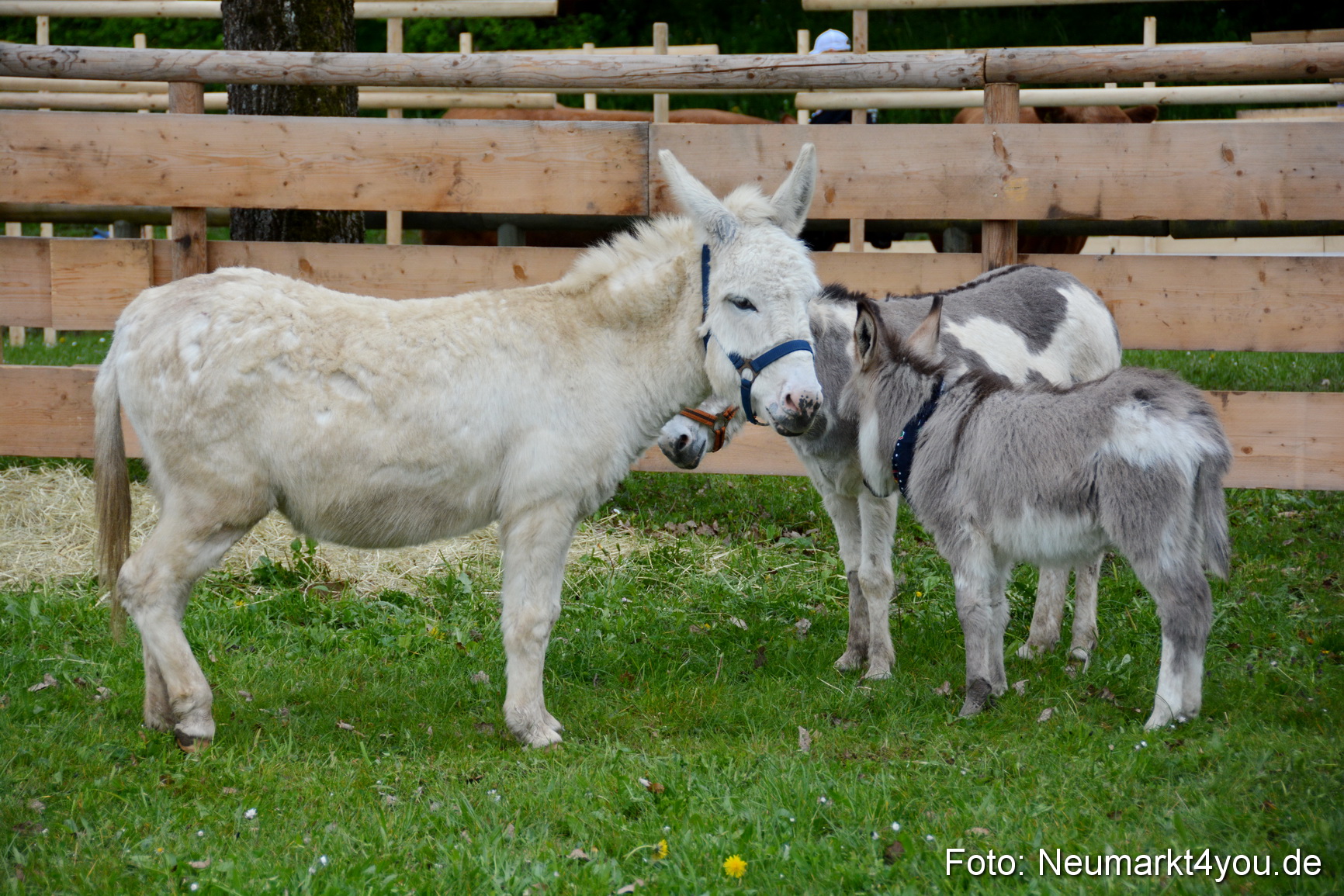 Fruehlingsfest Ausstellung 2017 0008