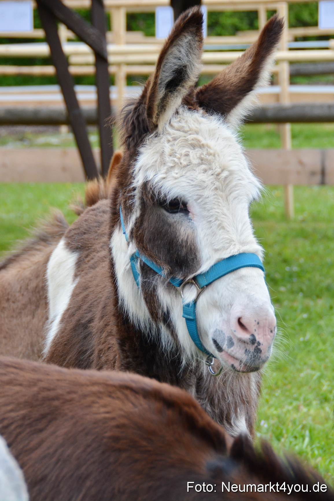 Fruehlingsfest Ausstellung 2017 0011