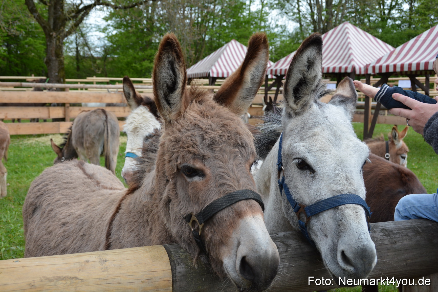 Fruehlingsfest Ausstellung 2017 0013