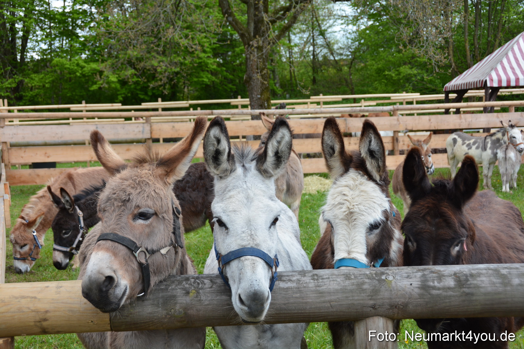 Fruehlingsfest Ausstellung 2017 0014