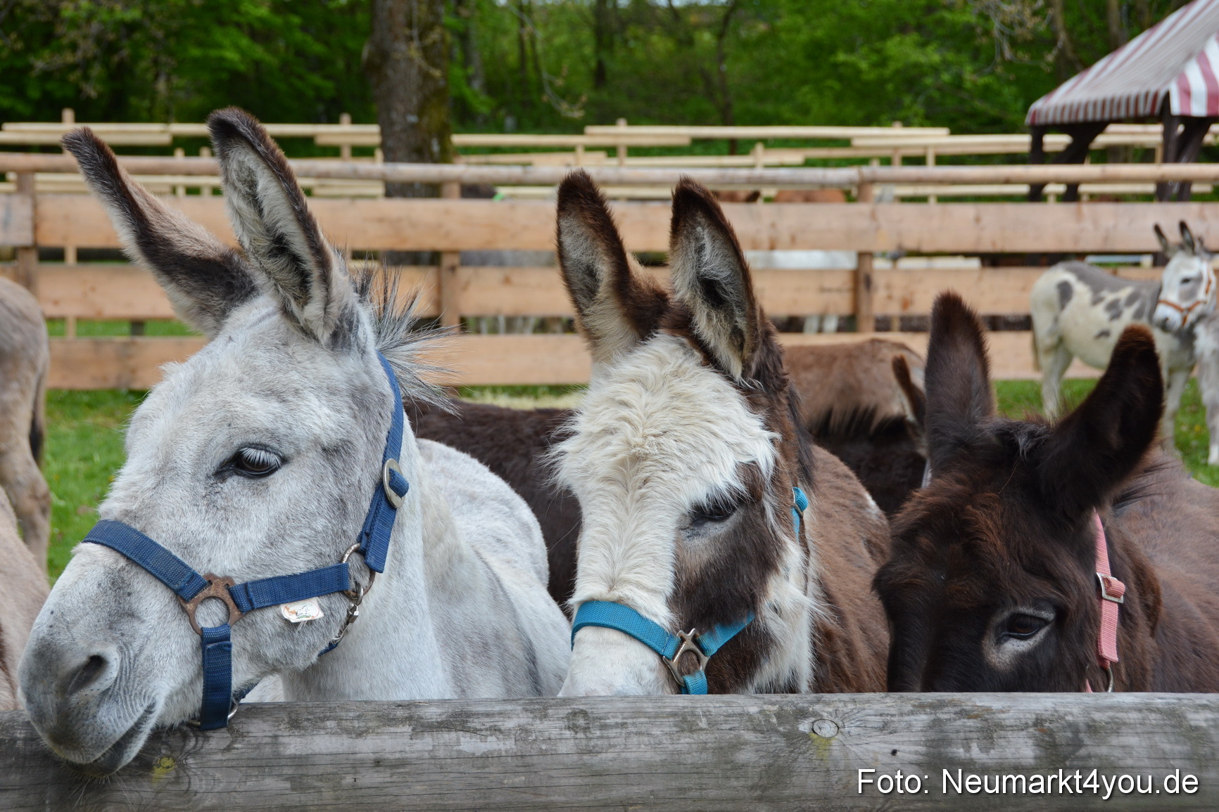 Fruehlingsfest Ausstellung 2017 0015