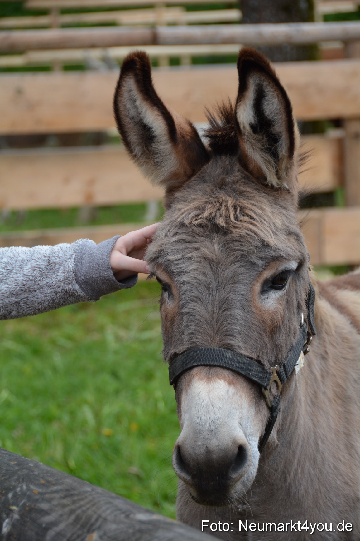 Fruehlingsfest Ausstellung 2017 0016
