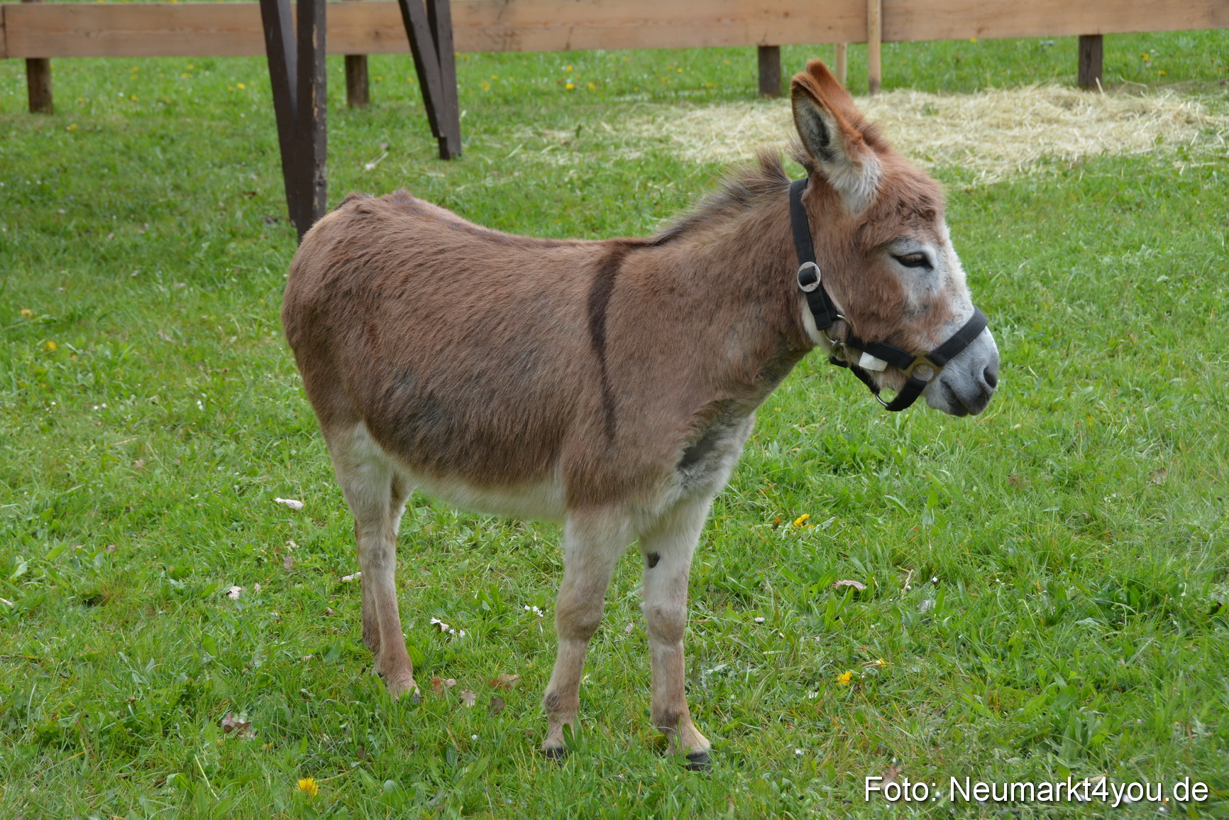 Fruehlingsfest Ausstellung 2017 0017