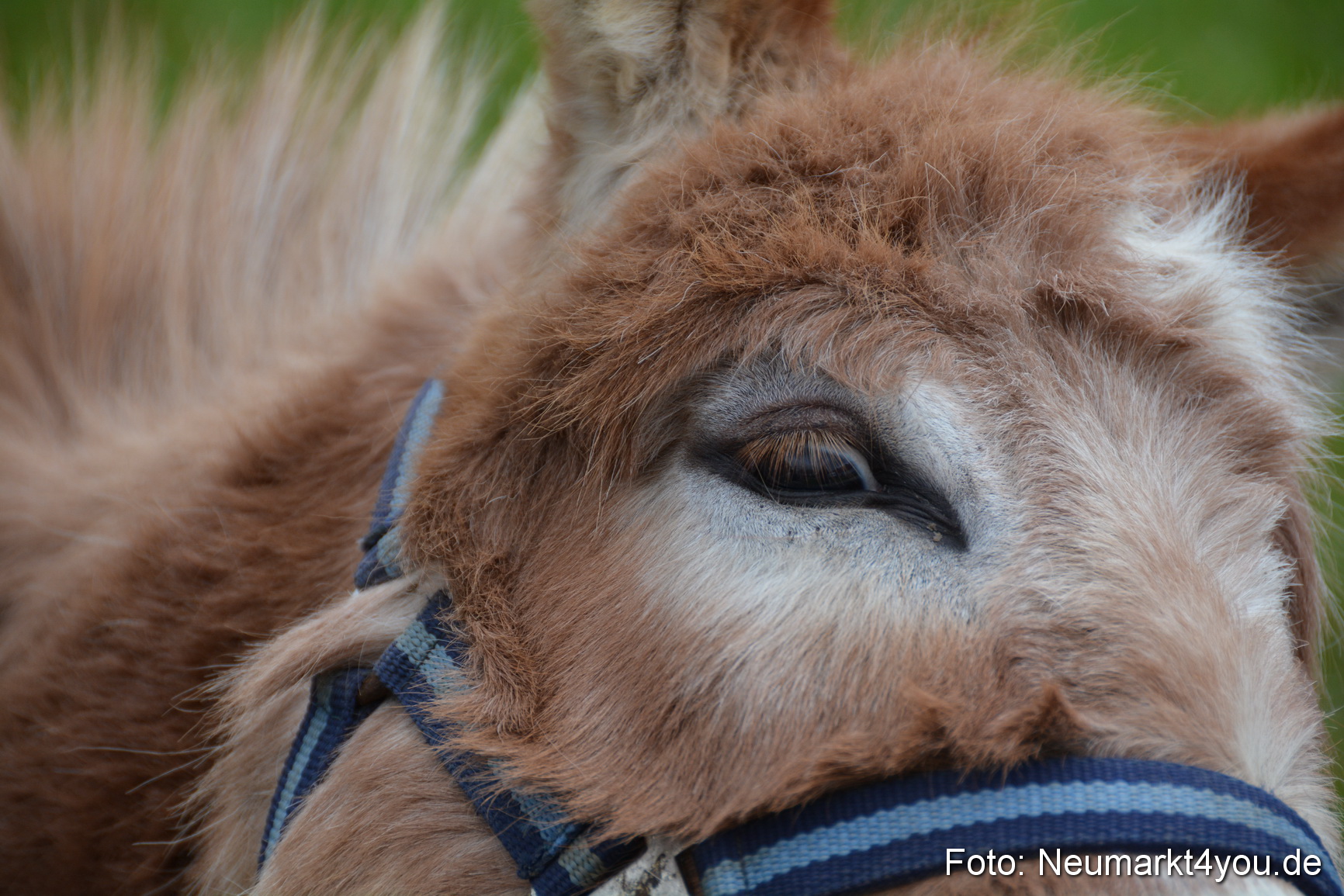 Fruehlingsfest Ausstellung 2017 0018