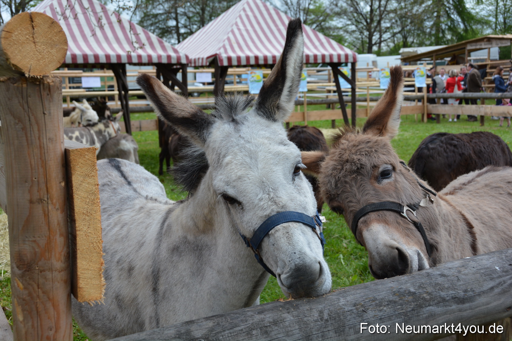 Fruehlingsfest Ausstellung 2017 0019