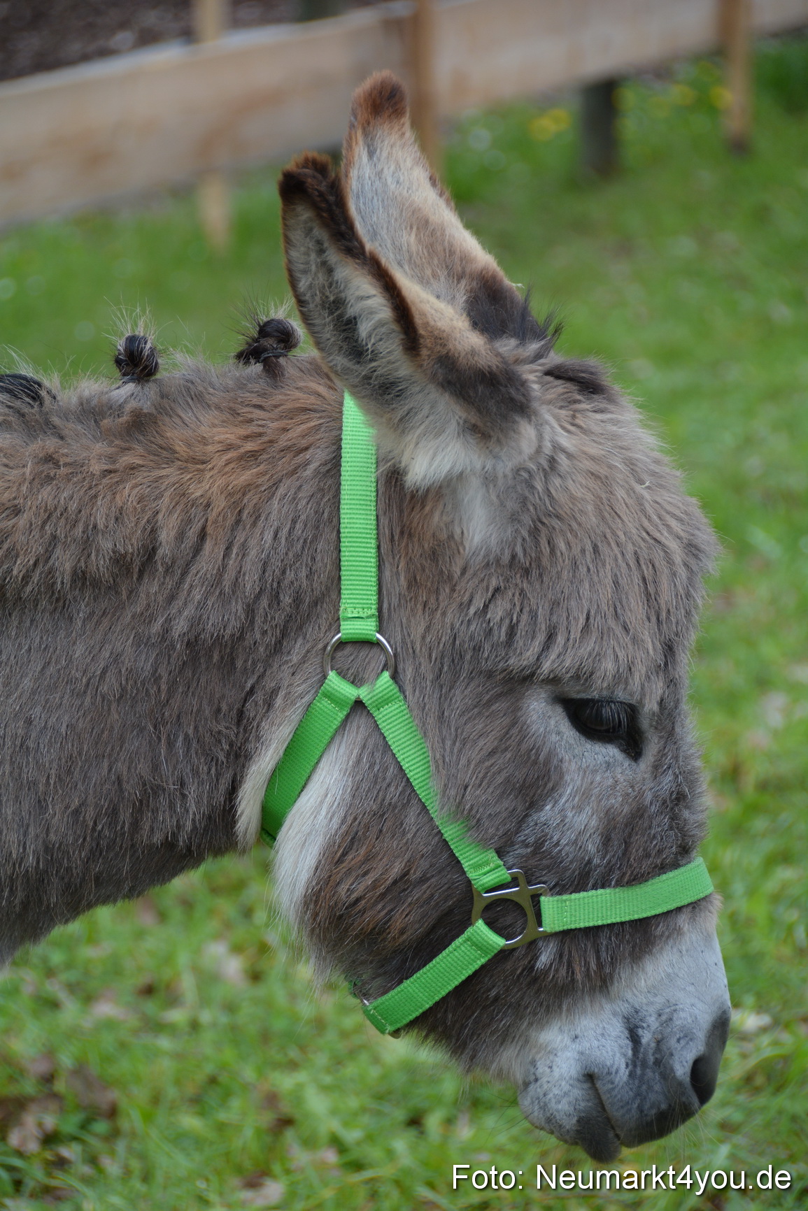 Fruehlingsfest Ausstellung 2017 0022