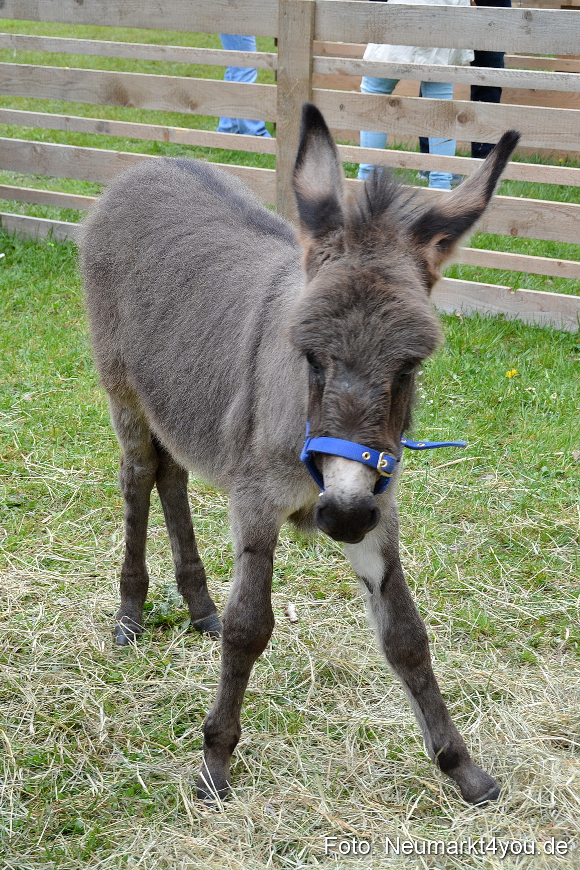 Fruehlingsfest Ausstellung 2017 0023