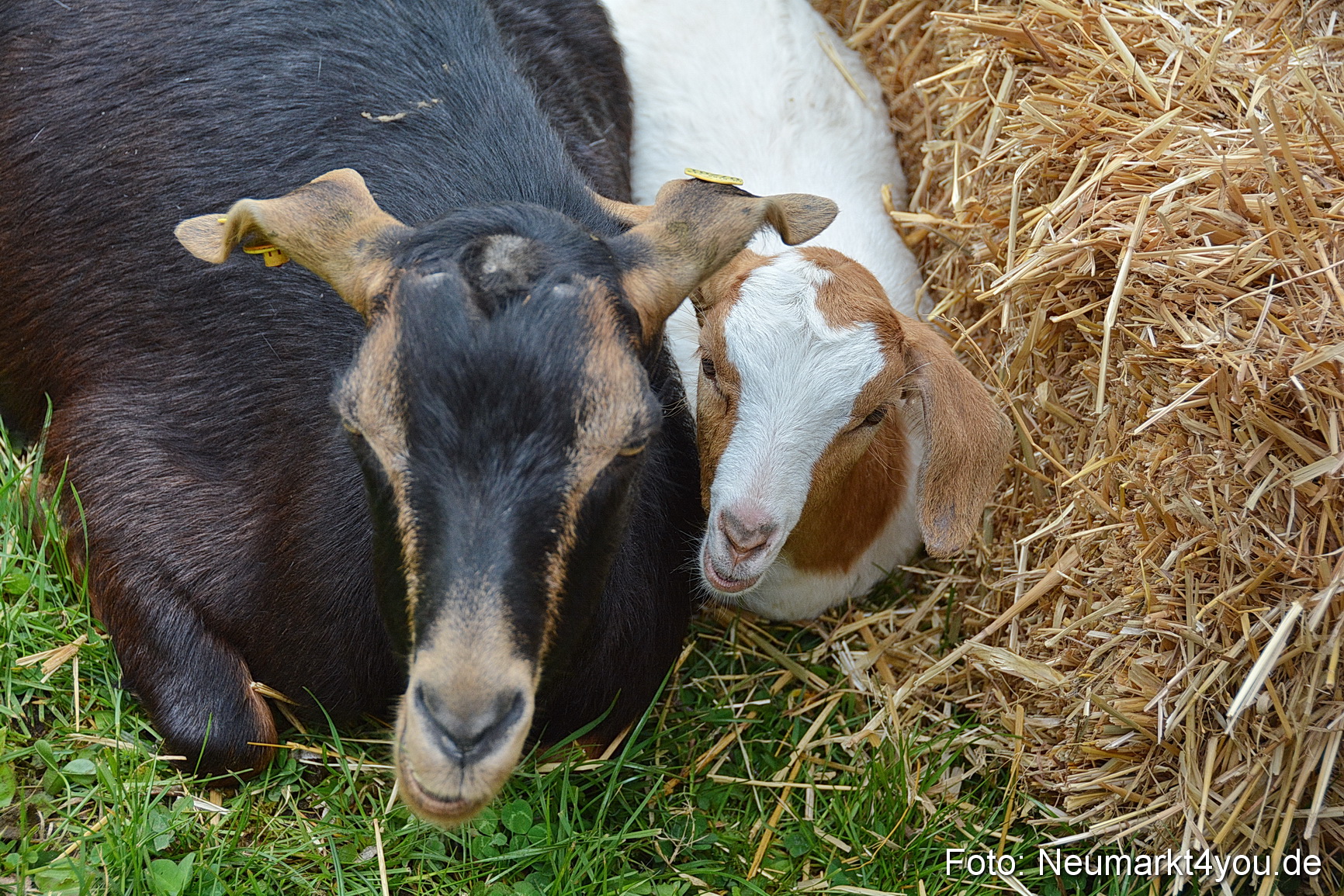 Fruehlingsfest Ausstellung 2017 0024