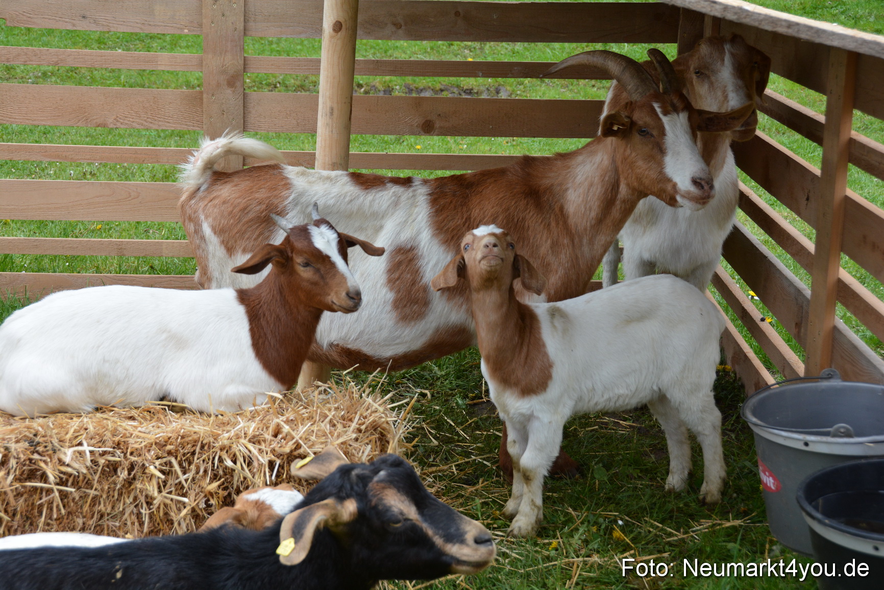 Fruehlingsfest Ausstellung 2017 0025