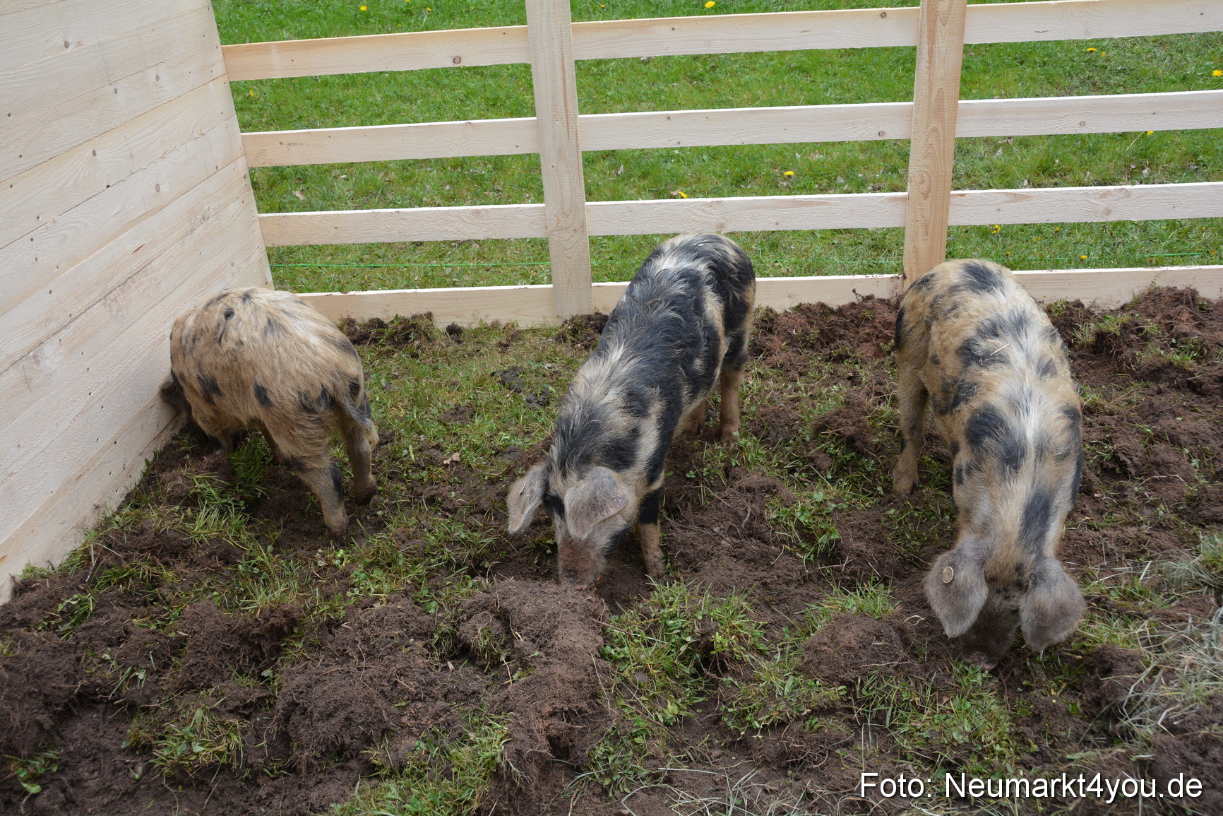 Fruehlingsfest Ausstellung 2017 0026