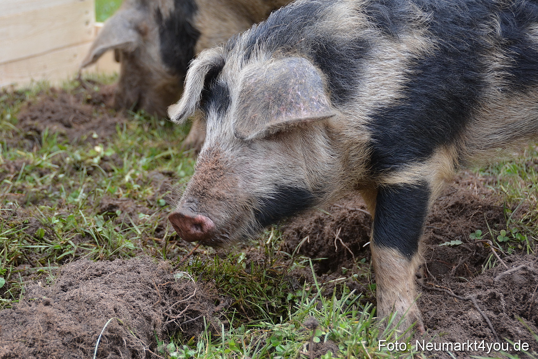 Fruehlingsfest Ausstellung 2017 0027
