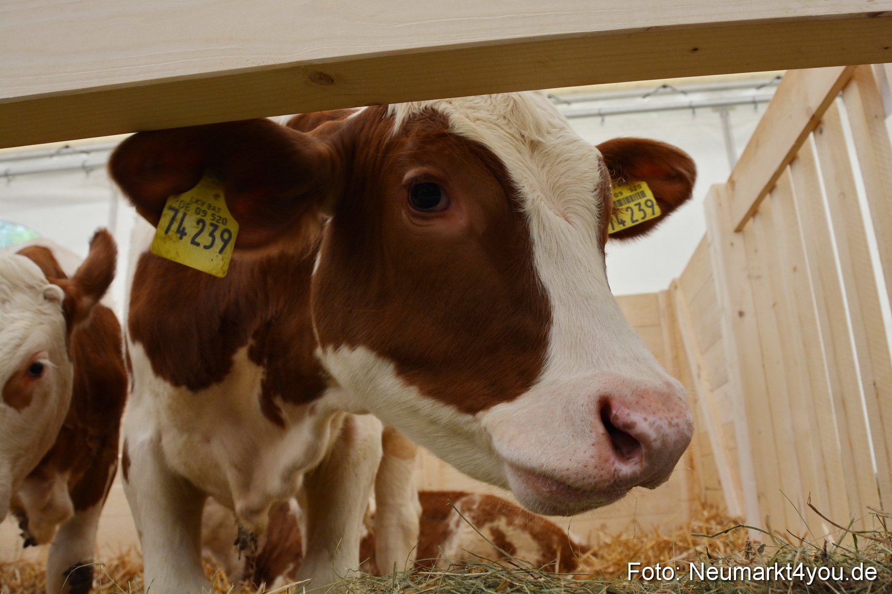 Fruehlingsfest Ausstellung 2017 0028