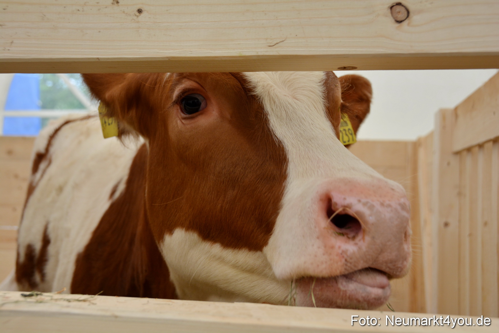 Fruehlingsfest Ausstellung 2017 0029