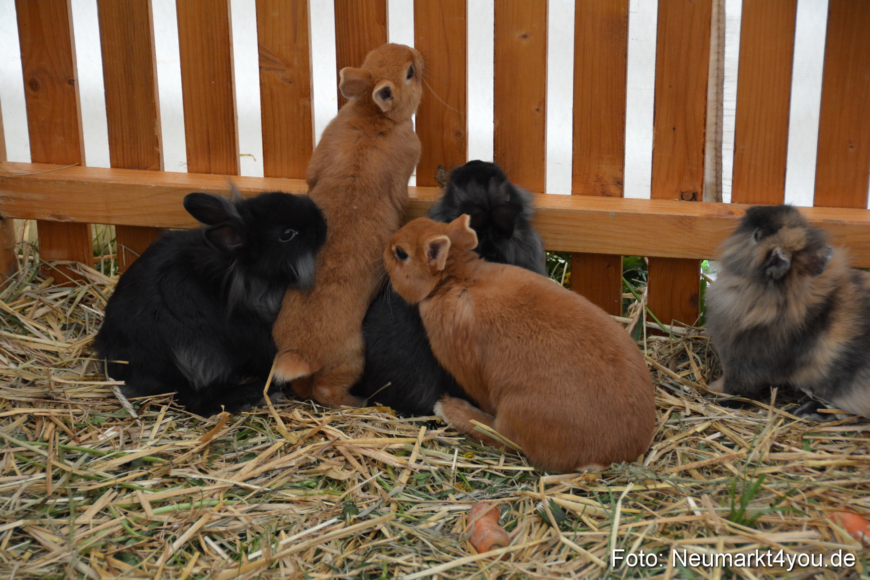 Fruehlingsfest Ausstellung 2017 0031