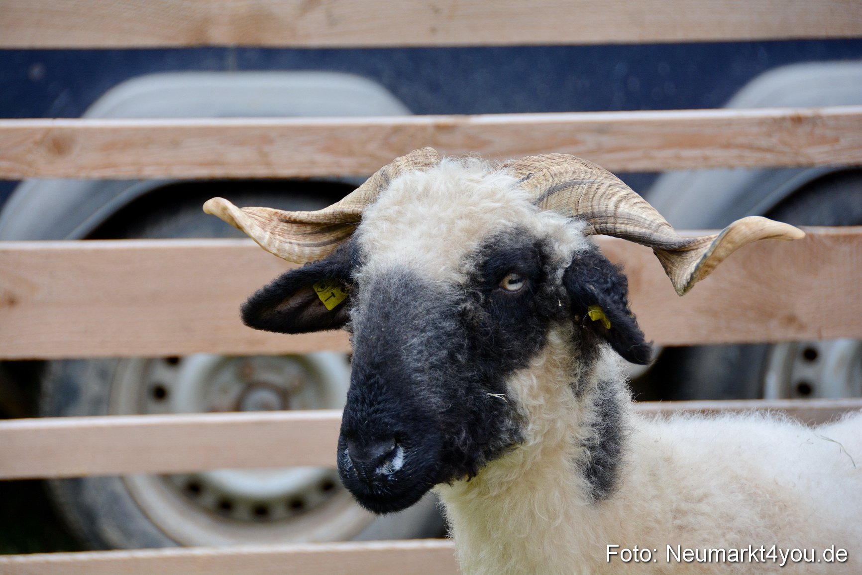 Fruehlingsfest Ausstellung 2017 0032