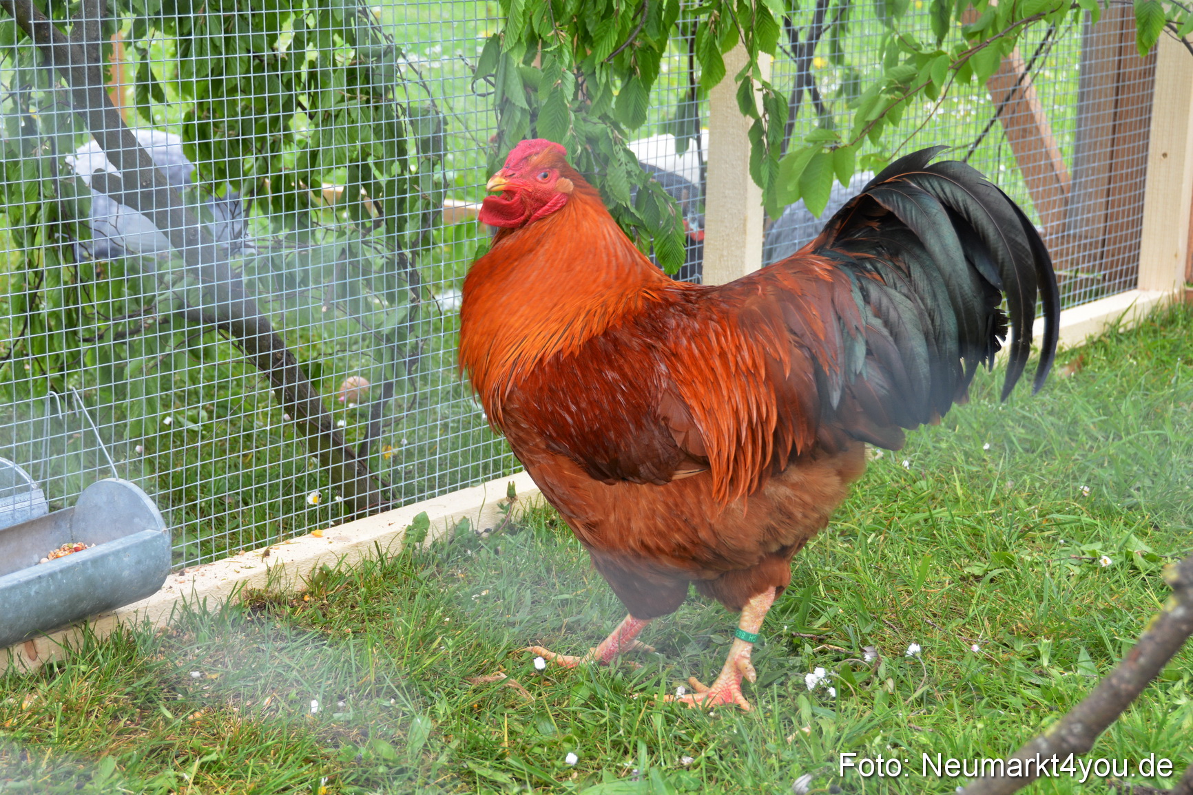Fruehlingsfest Ausstellung 2017 0033
