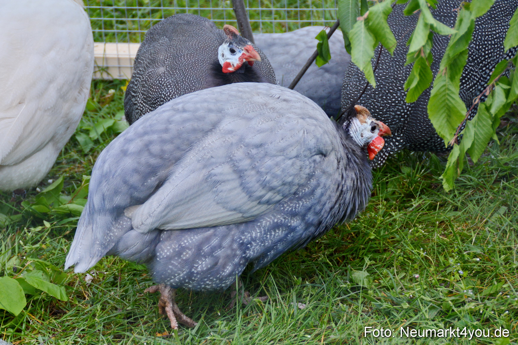 Fruehlingsfest Ausstellung 2017 0034