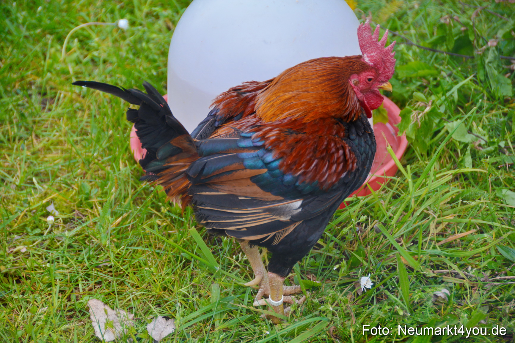 Fruehlingsfest Ausstellung 2017 0035