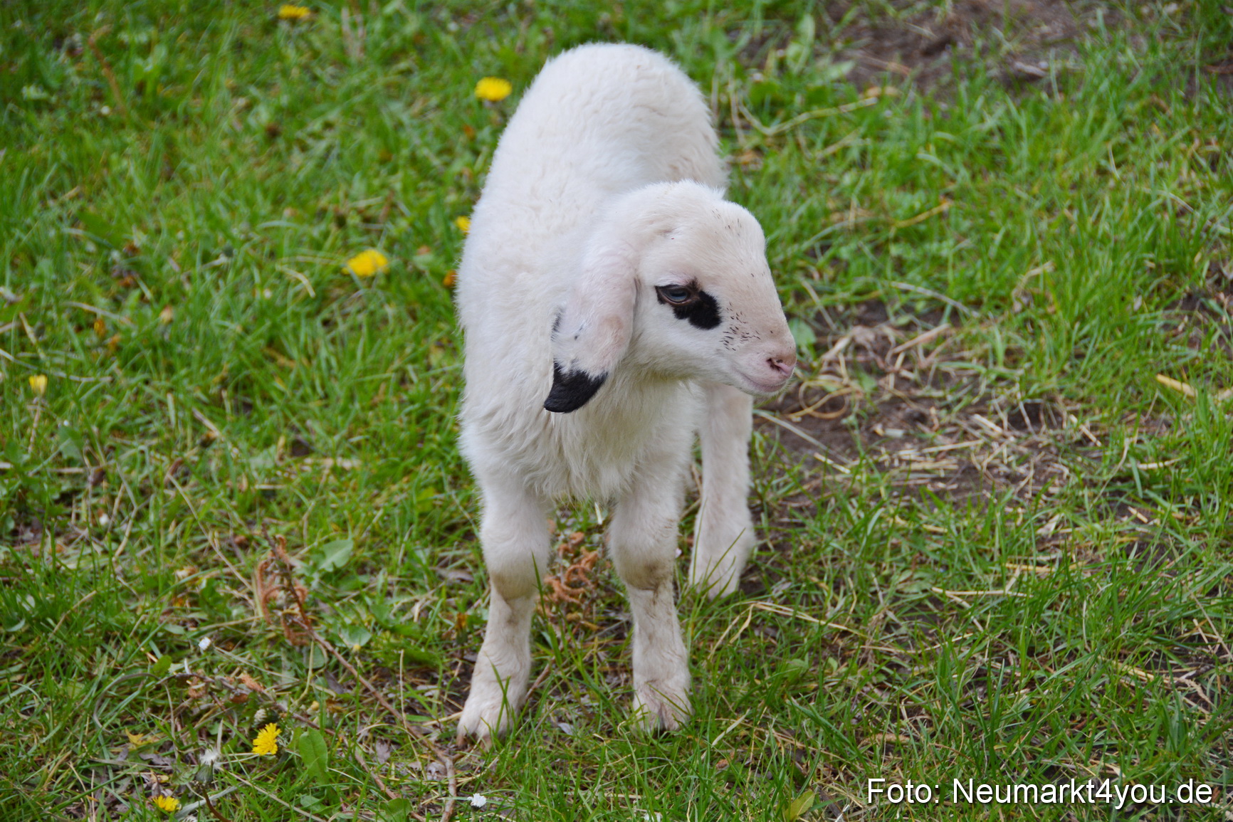Fruehlingsfest Ausstellung 2017 0036