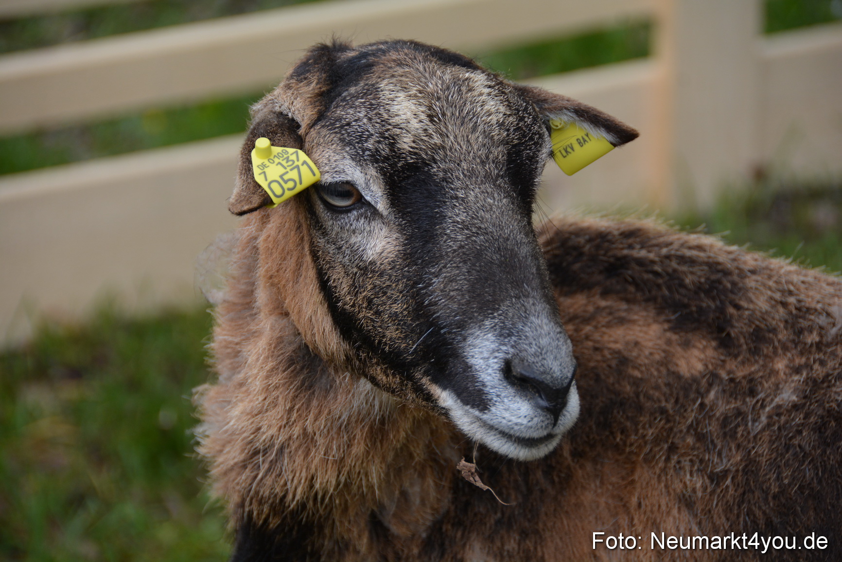 Fruehlingsfest Ausstellung 2017 0037