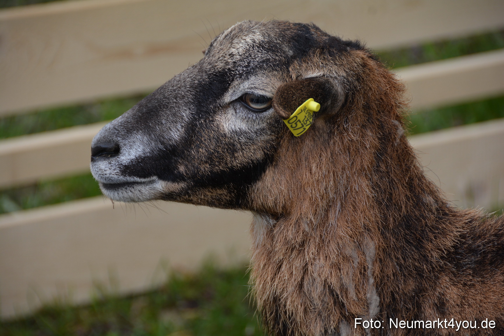 Fruehlingsfest Ausstellung 2017 0038