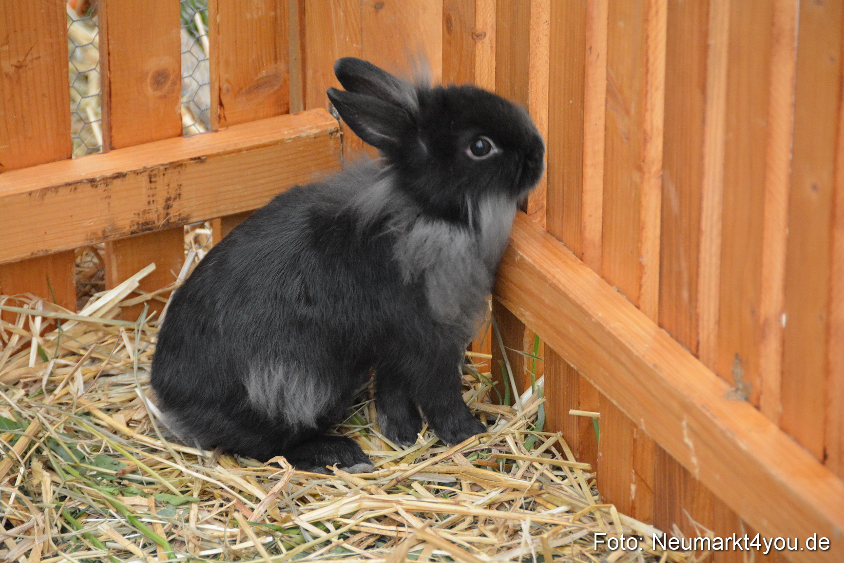 Fruehlingsfest Ausstellung 2017 0040