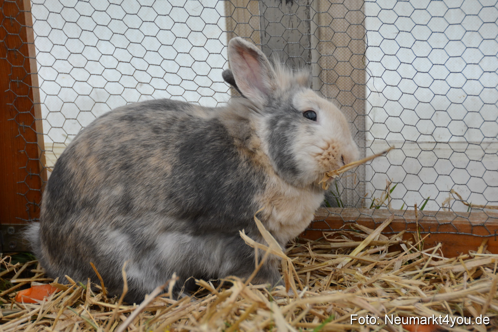 Fruehlingsfest Ausstellung 2017 0041