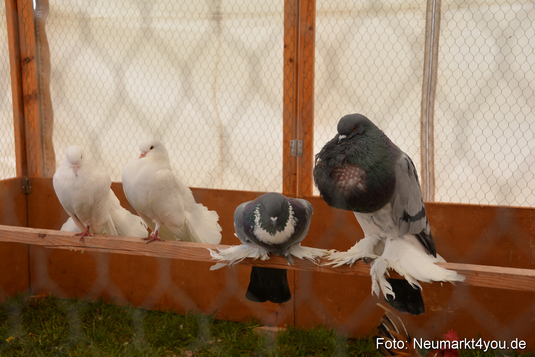 Fruehlingsfest Ausstellung 2017 0042