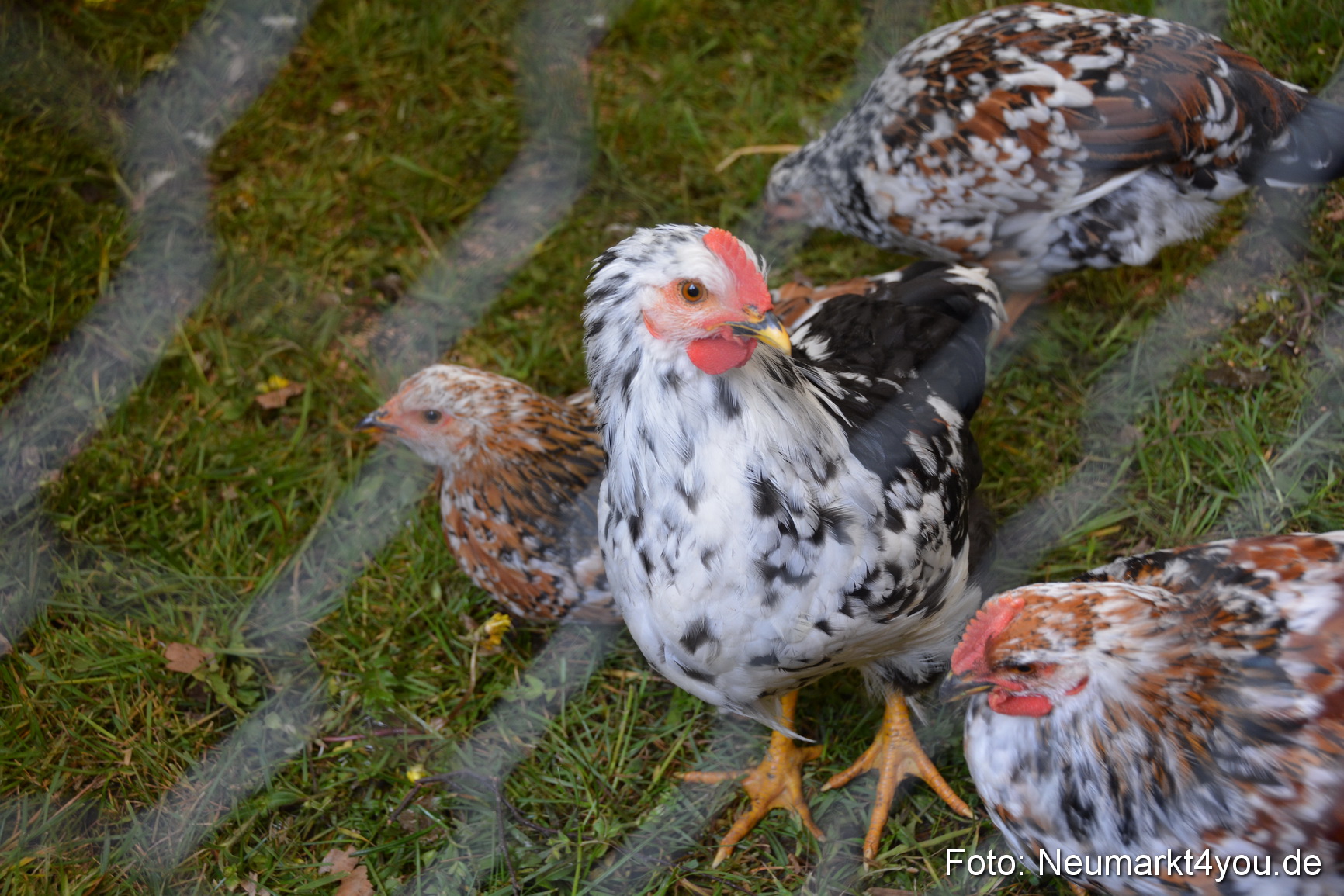 Fruehlingsfest Ausstellung 2017 0043