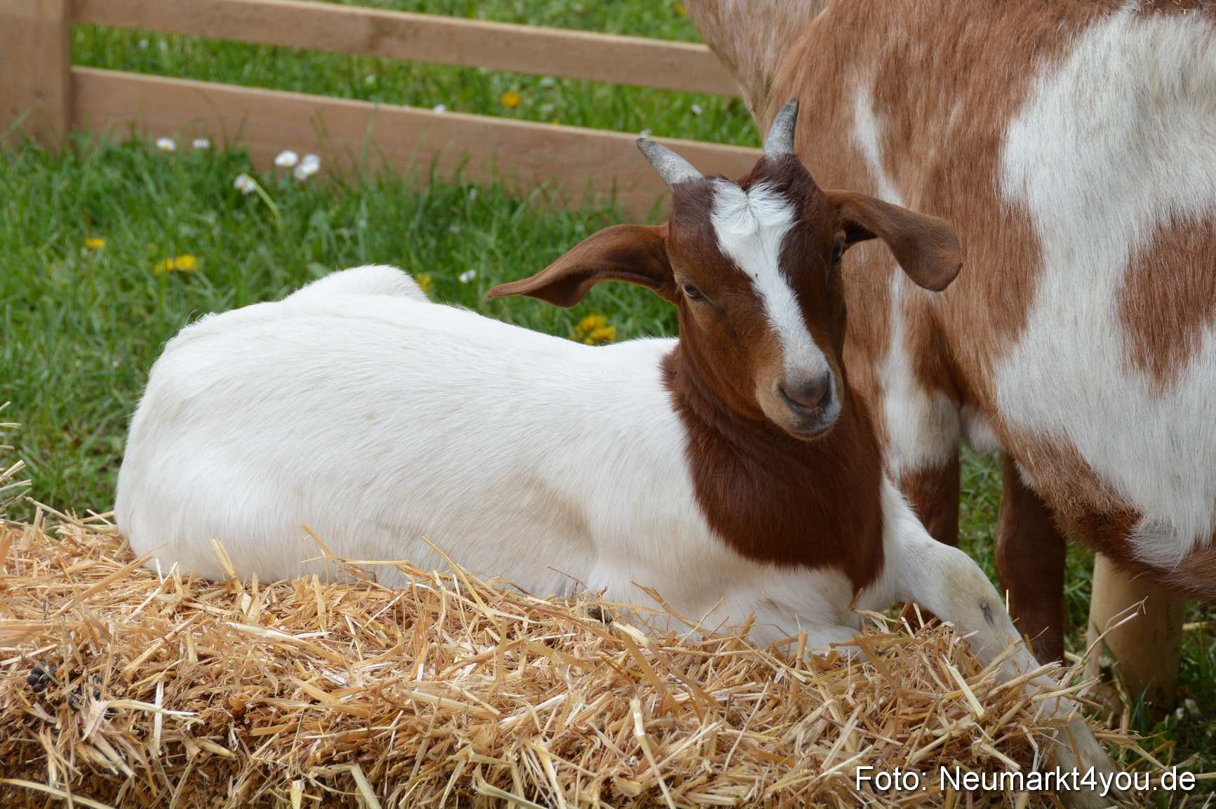 Fruehlingsfest Ausstellung 2017 0044