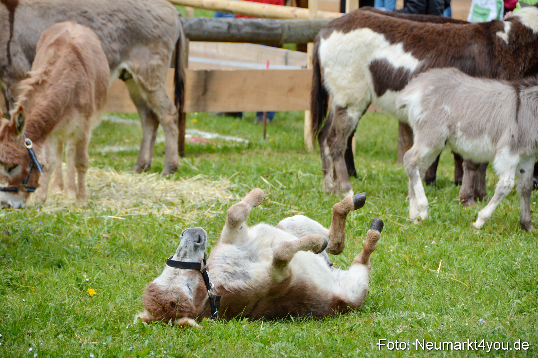 Fruehlingsfest Ausstellung 2017 0045