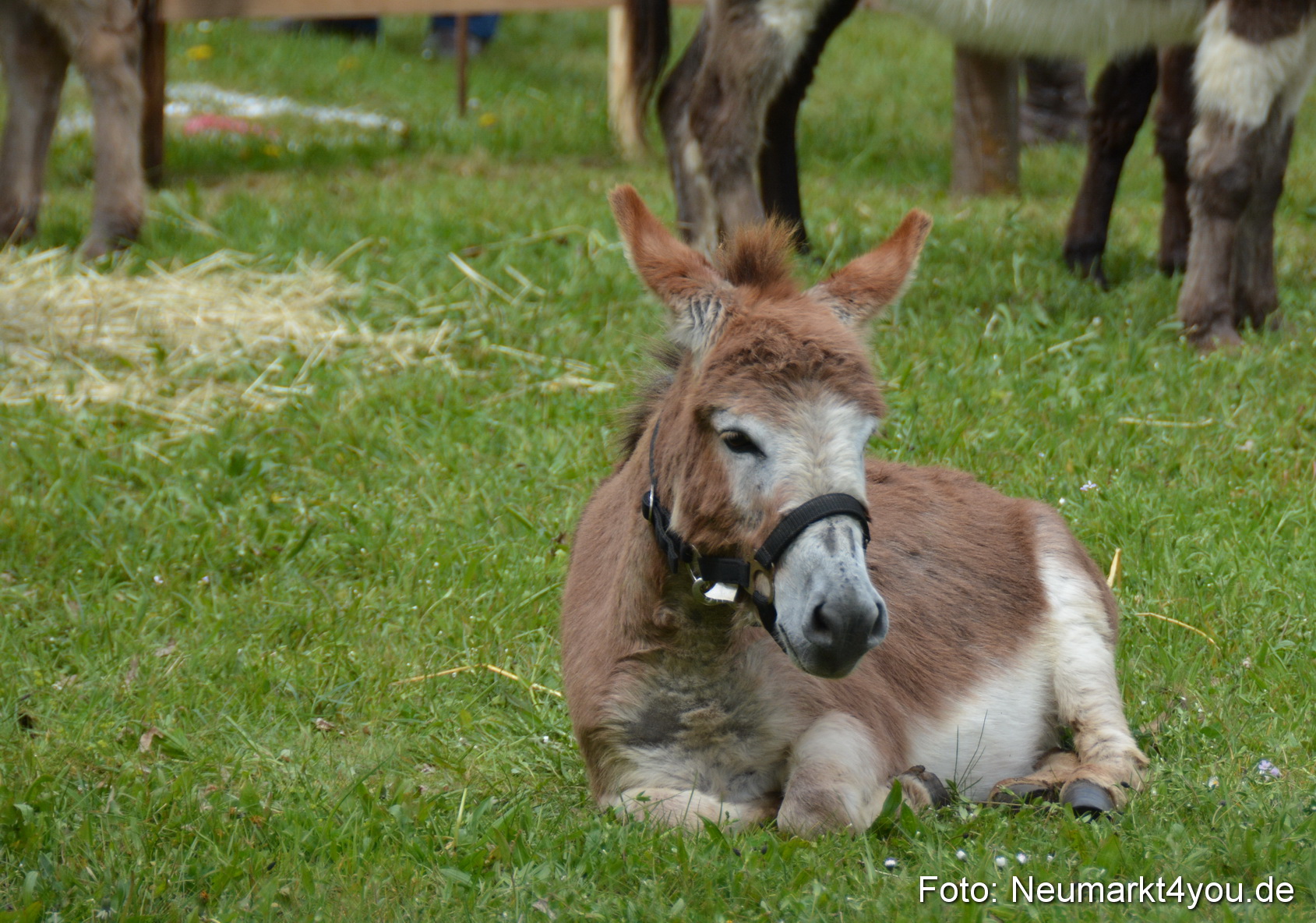Fruehlingsfest Ausstellung 2017 0046