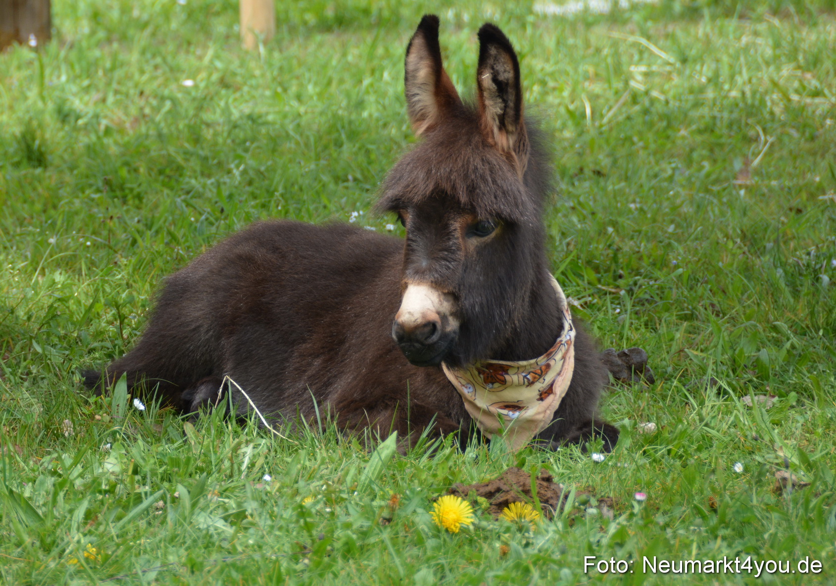 Fruehlingsfest Ausstellung 2017 0047