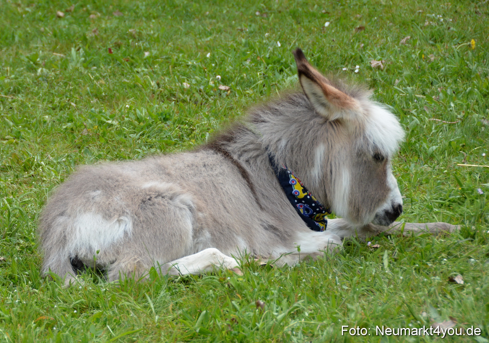 Fruehlingsfest Ausstellung 2017 0051