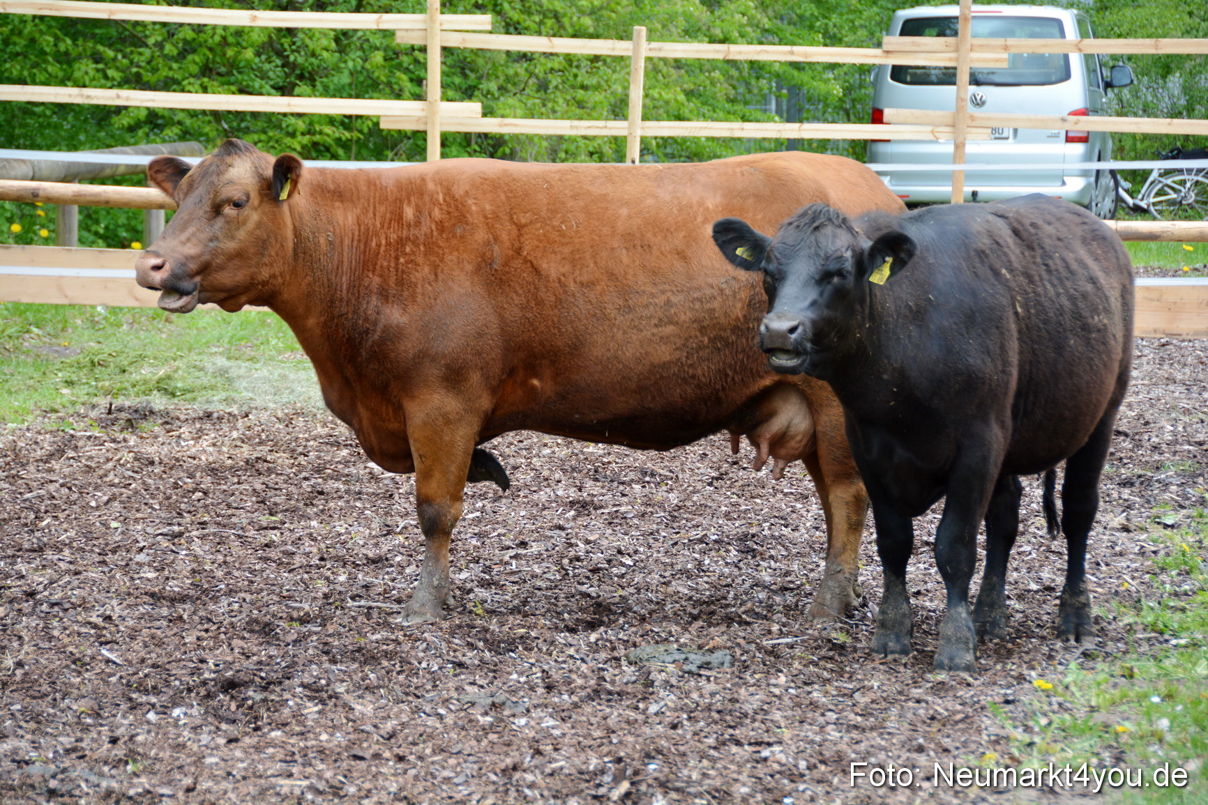 Fruehlingsfest Ausstellung 2017 0052